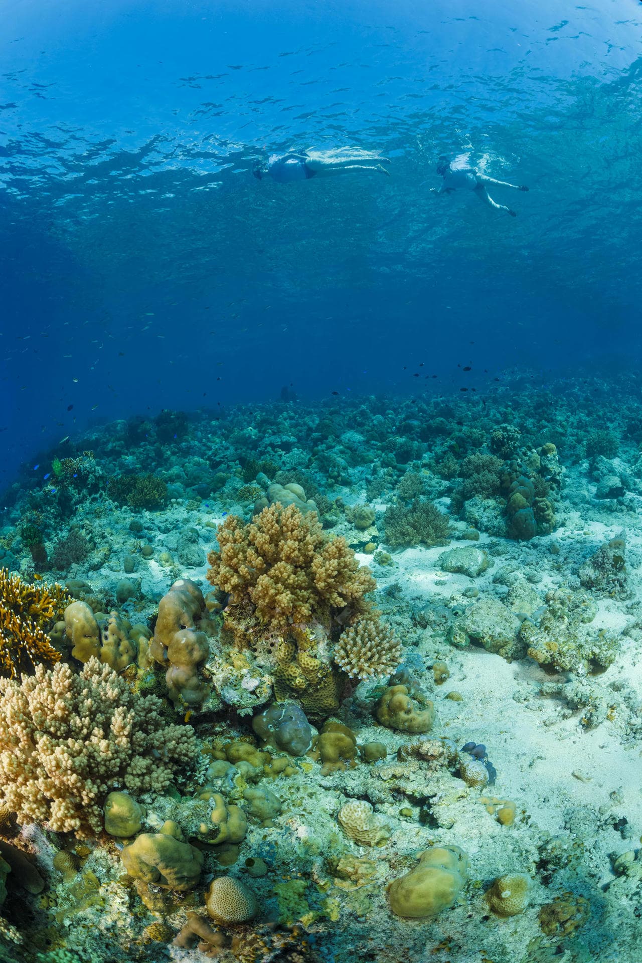 Snorkeling trip at Pemuteran Bay Biorock reef, North West Bali