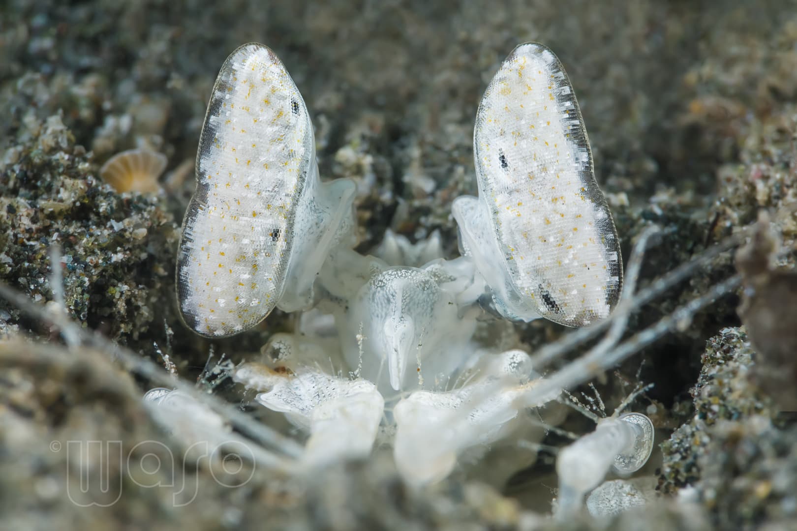 White-spearing mantis shrimp, Pemuteran macro diving