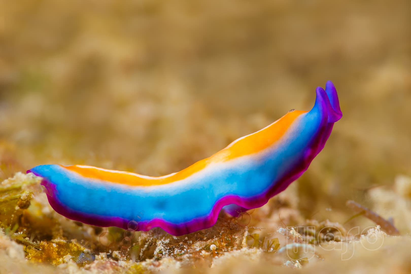 Pseudoceros susanae flatworm, vivid colours, Pemuteran Bay