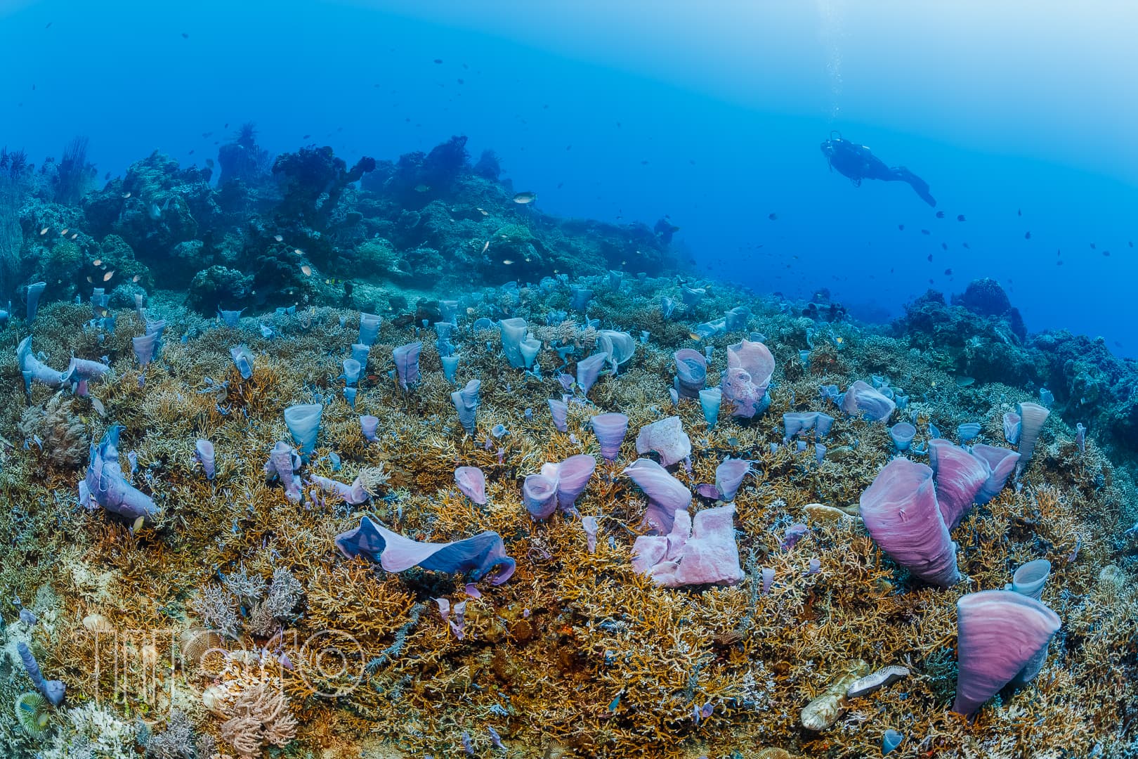 Diver exploring sponges and coral at Middle Reef, Pemuteran Bay, North West Bali