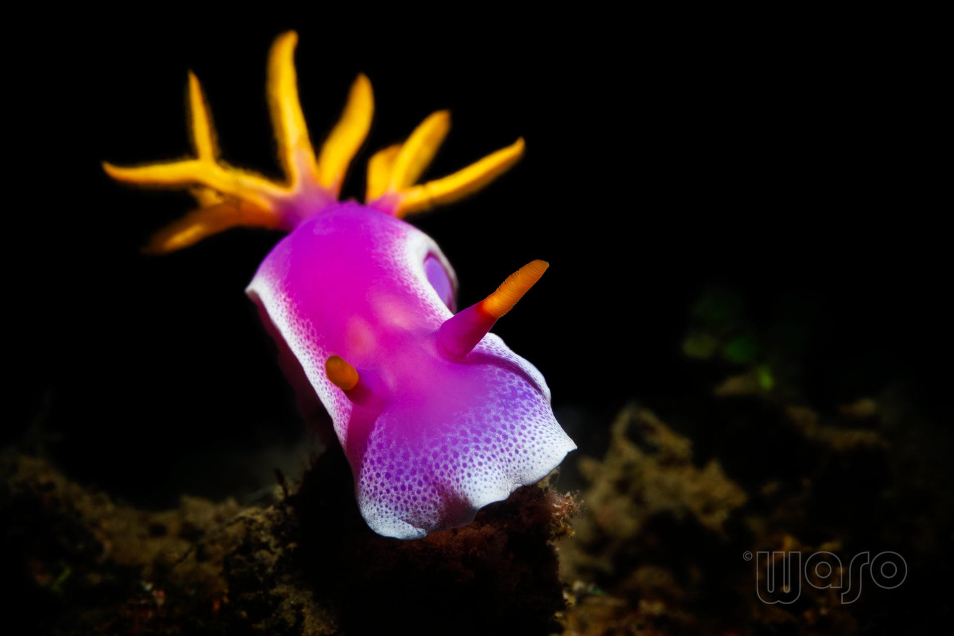 Hypselodoris apolegma nudibranch, Pemuteran night dive