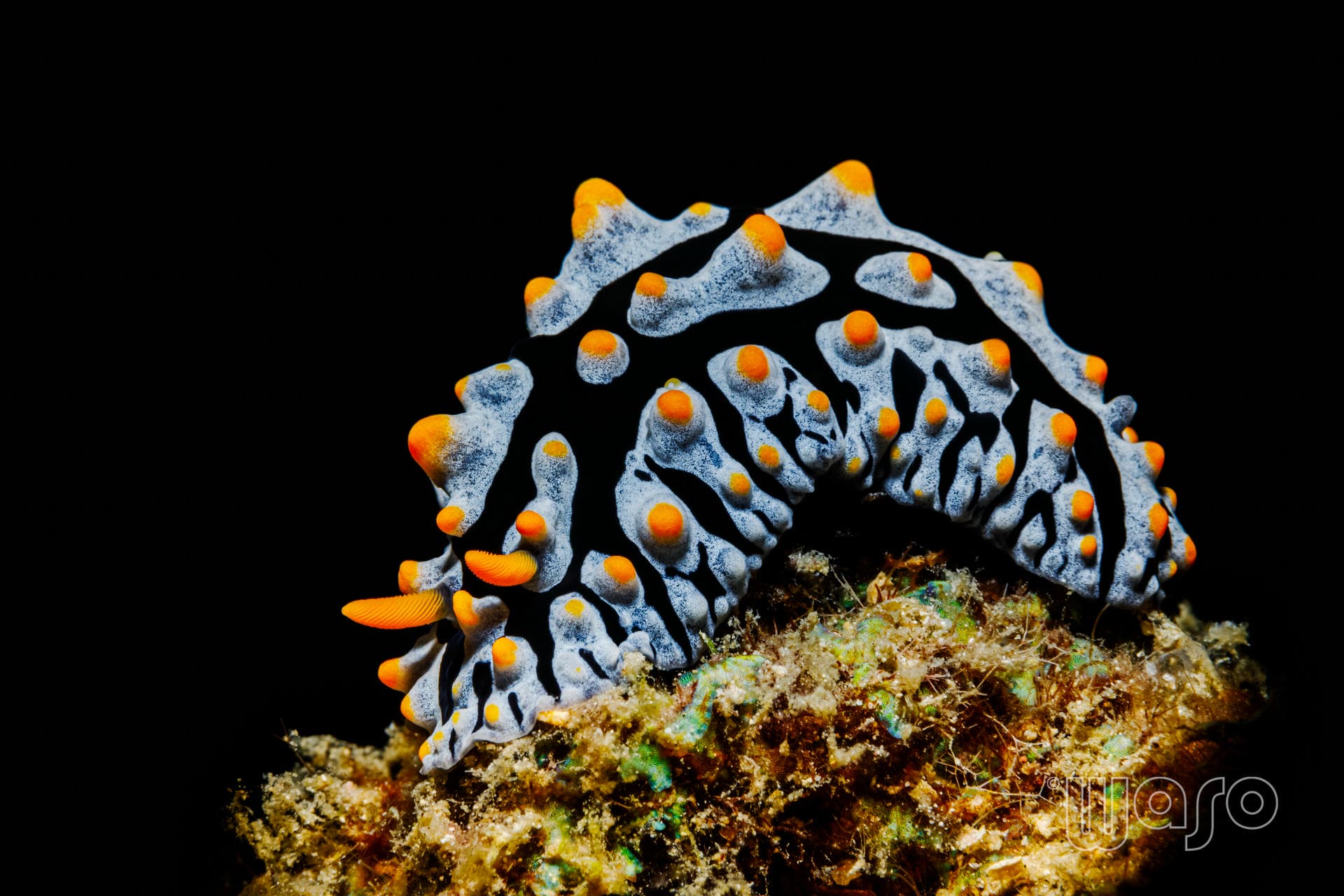 Phyllidia varicosa nudibranch, Pemuteran reef macro
