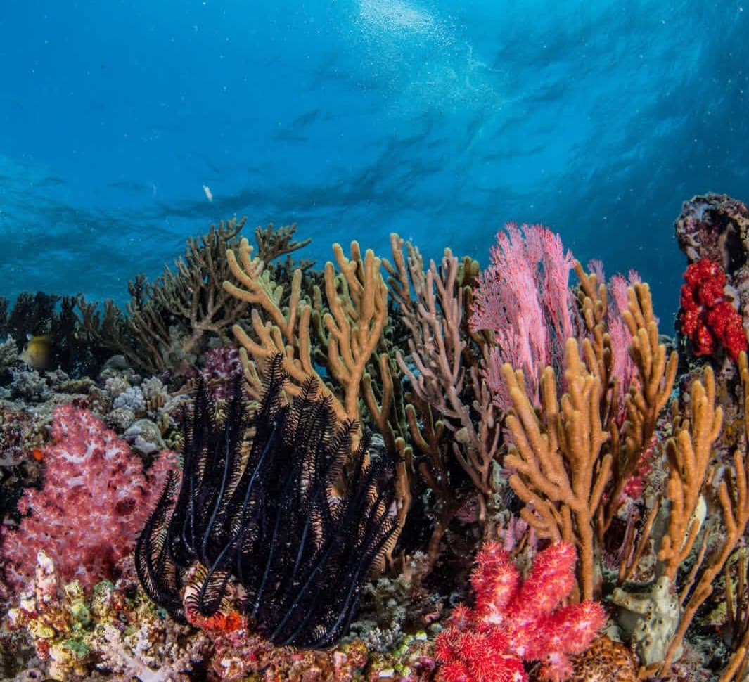 Coral reef and gorgonian fans at Pemuteran Bay, North West Bali