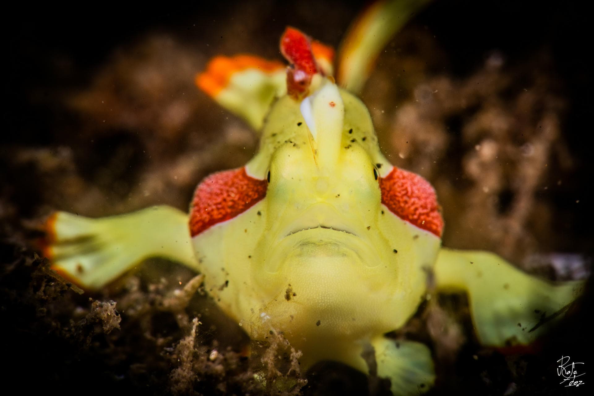 Yellow frogfish, Pemuteran macro diving, North West Bali