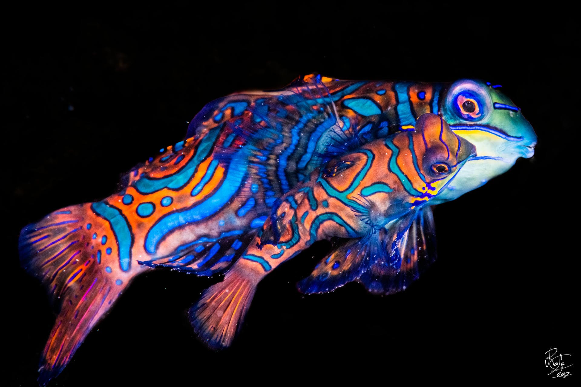 Mandarin fish dusk dive, Pemuteran Bay, North West Bali