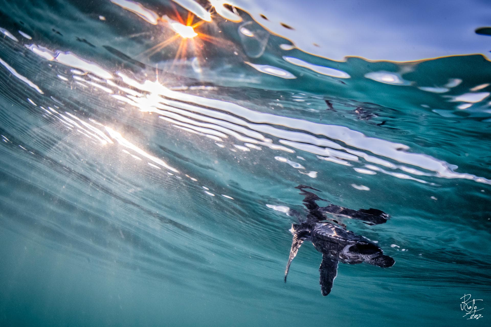 Sea turtle silhouette with surface light at Jetty, Pemuteran Bay, North West Bali
