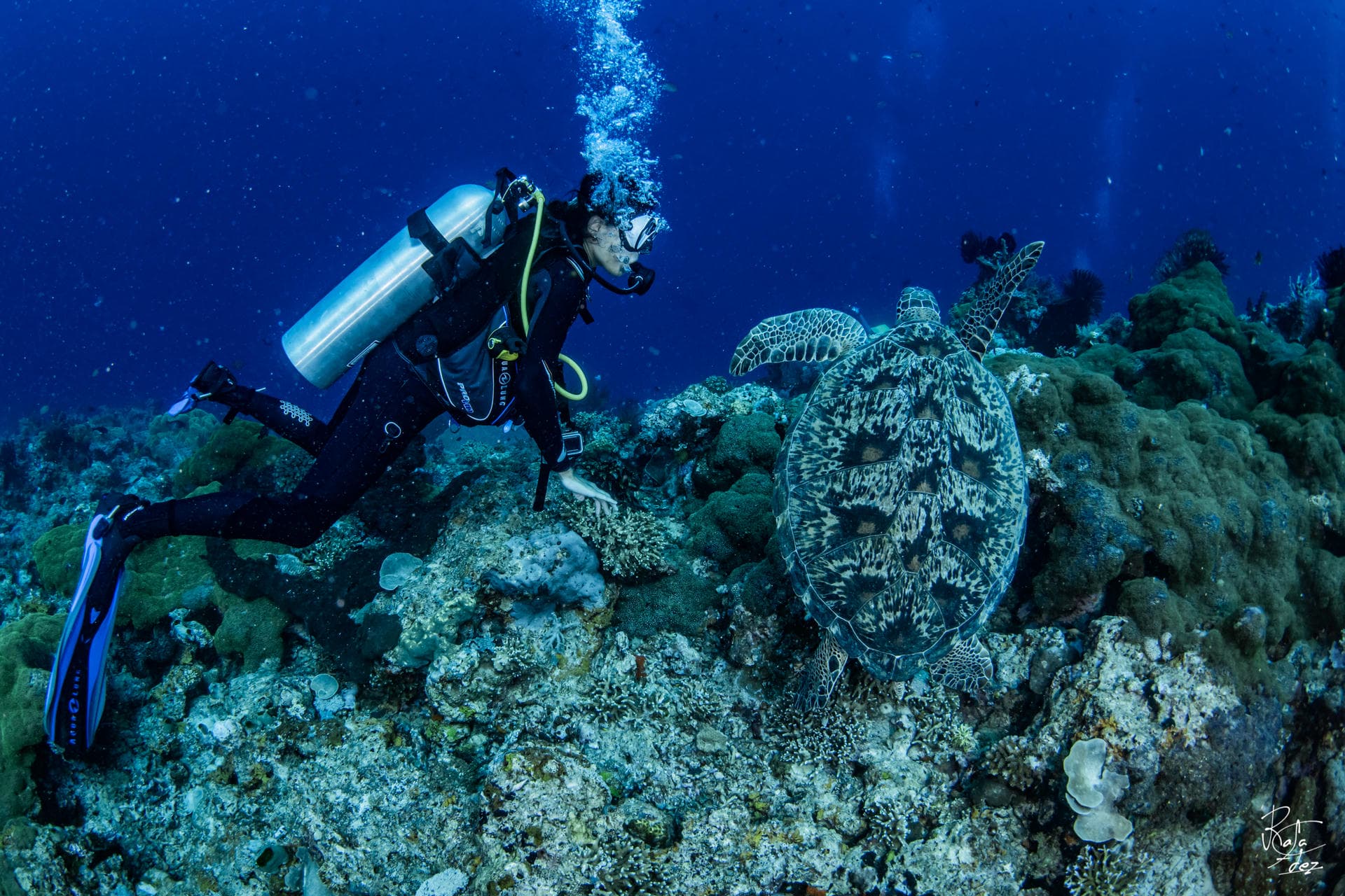 Eel Garden dive site, Menjangan Island, West Bali National Park