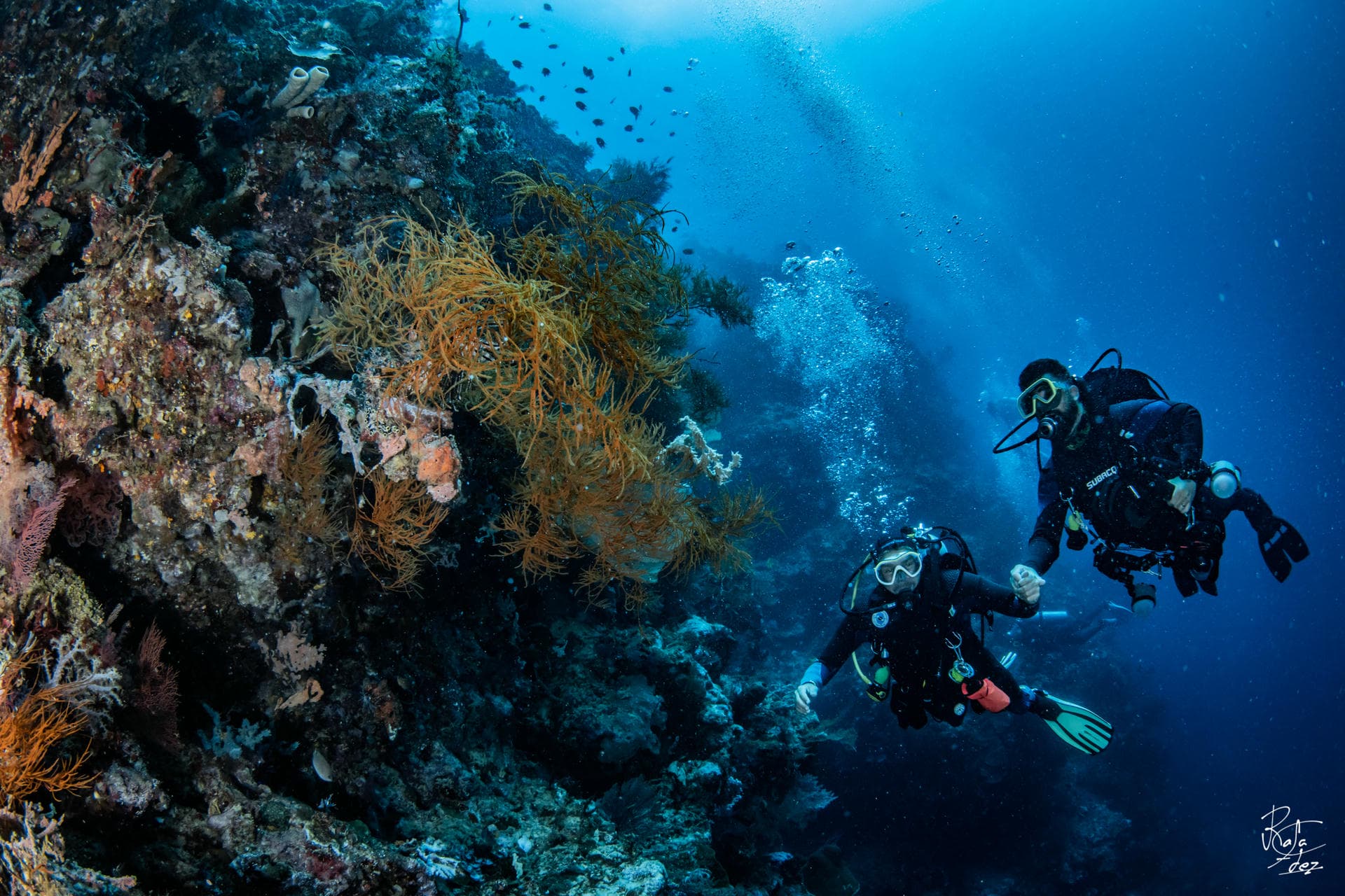 Biorock coral reef dive and night diving, Pemuteran Bay