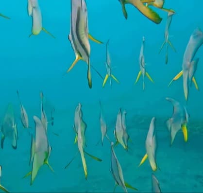 Schooling fish at Pemuteran reef — Instagram reel by Karang Divers