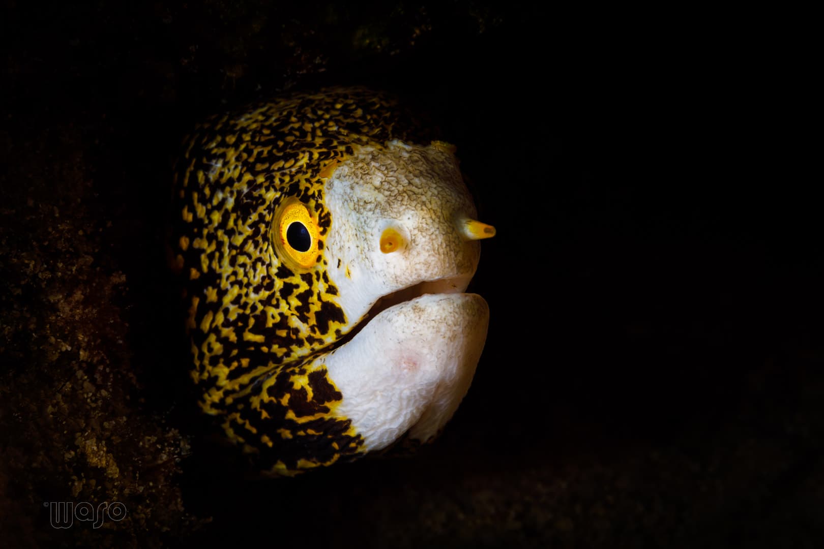 Snowflake moray eel, Pemuteran Bay reef, North West Bali