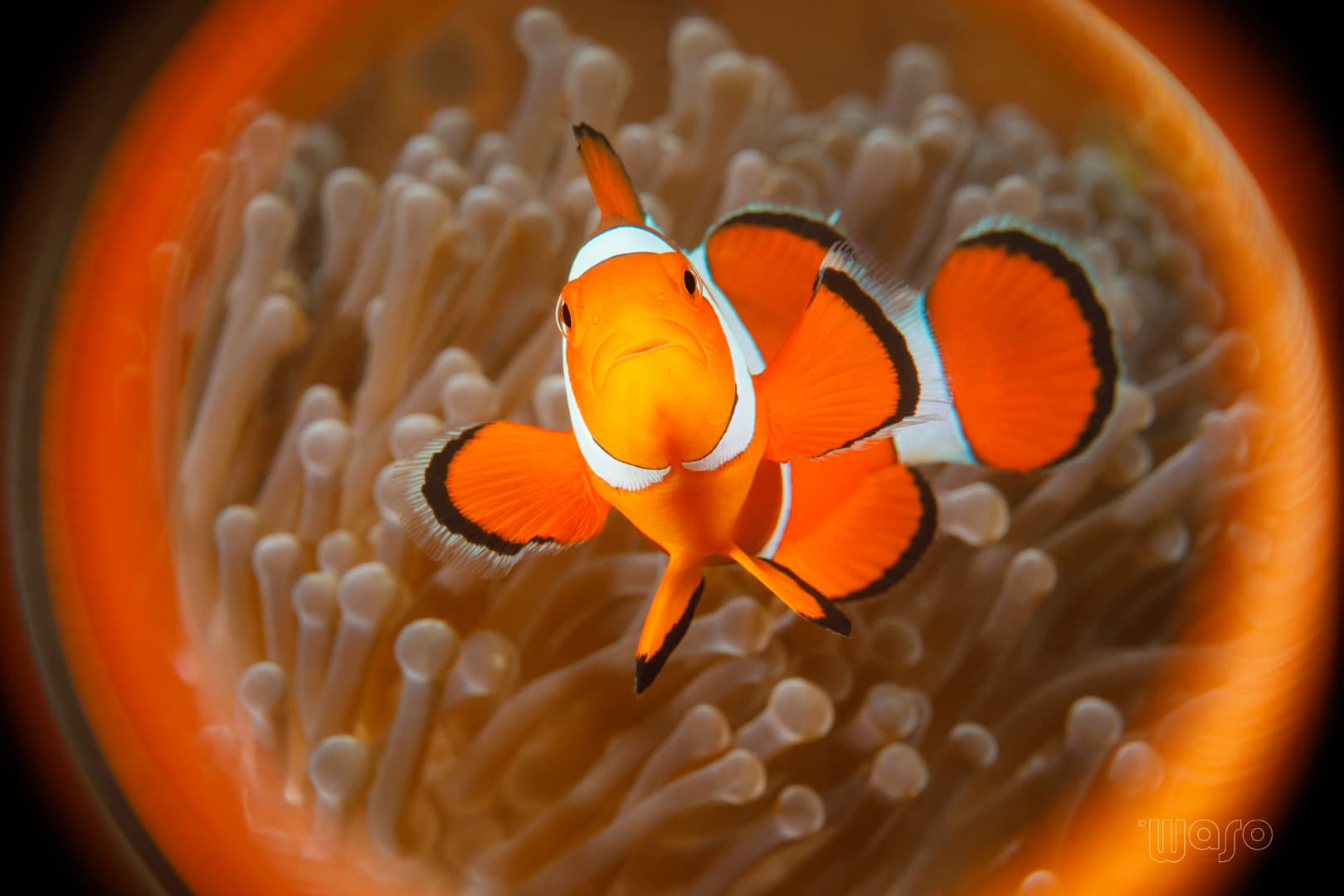 Clown anemonefish at Pemuteran Bay reef, North West Bali