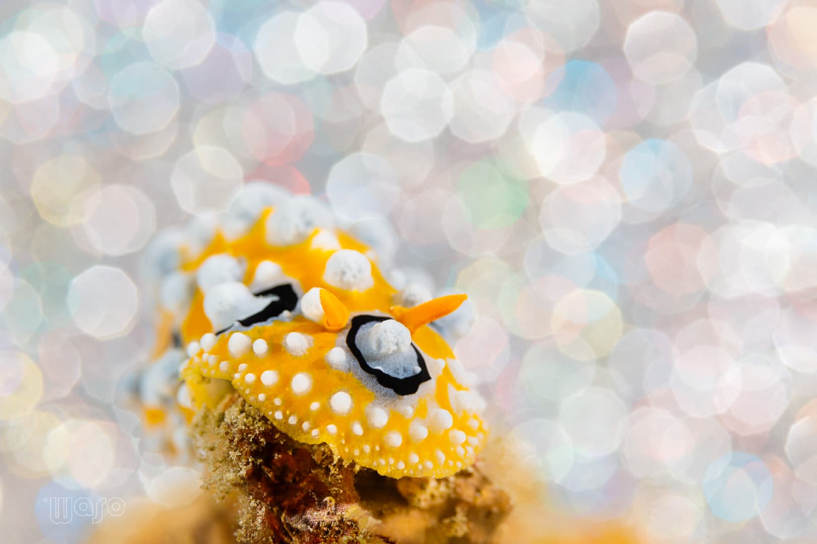 Phyllidia ocellata nudibranch, Pemuteran reef macro
