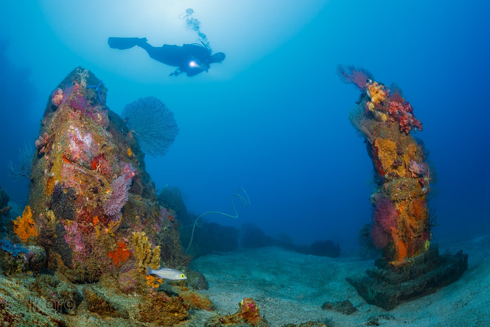 Underwater Temple Garden dive site, Menjangan Island, West Bali National Park