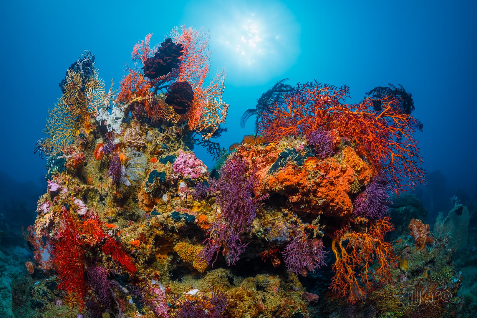 Coral wall at Underwater Temple Garden, Menjangan Island