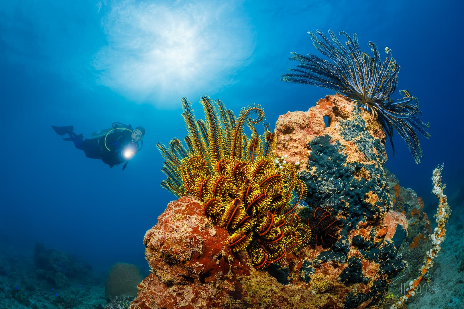 Feather stars at Underwater Temple Garden dive site, Menjangan Island