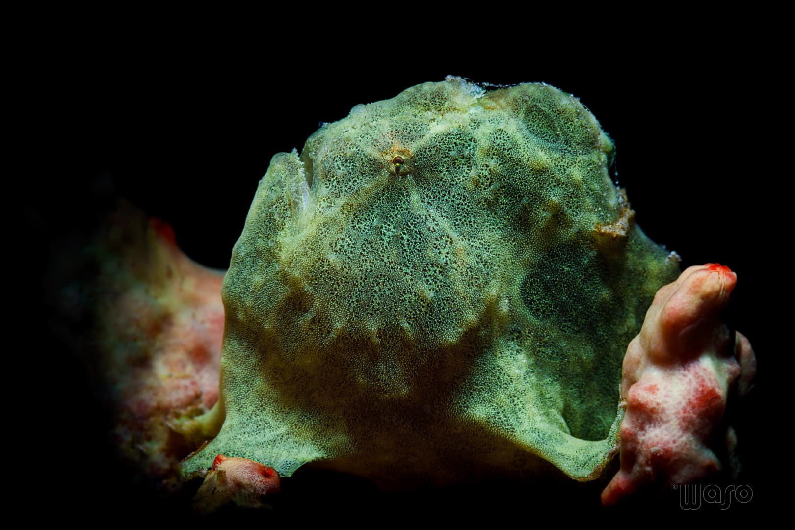 Giant frogfish, Pemuteran Bay macro diving, North West Bali
