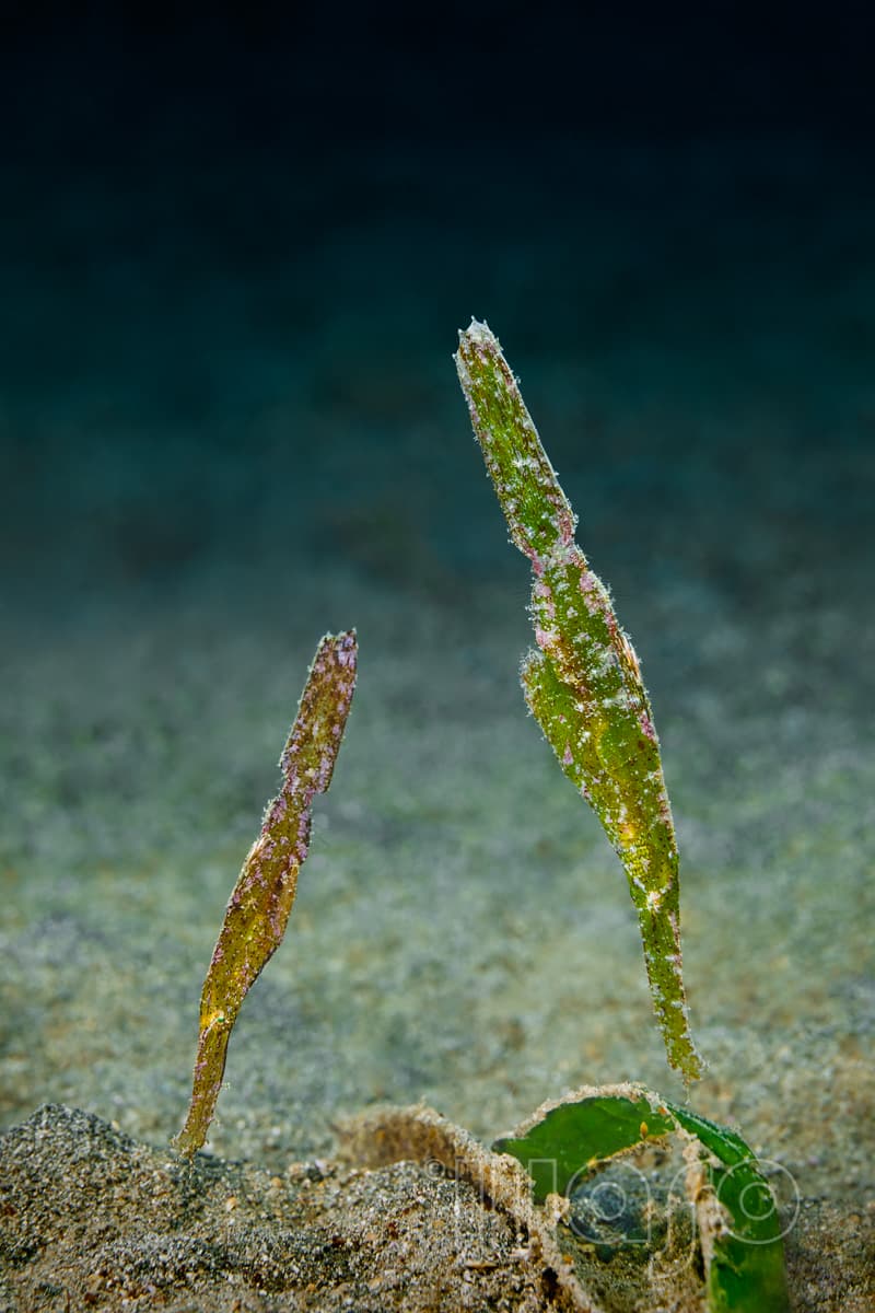 Robust ghost pipefish, rare macro find at Pemuteran Bay