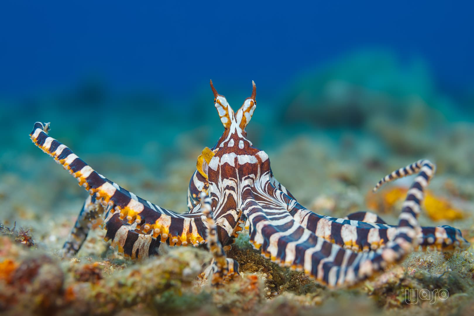 Wunderpus octopus, Pemuteran Bay macro diving, North West Bali