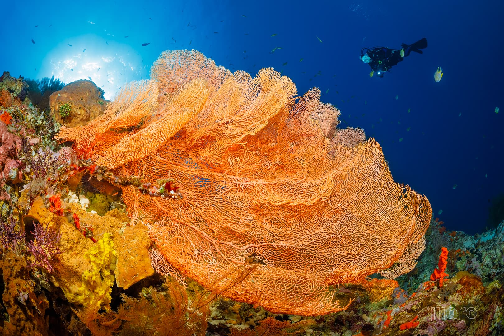 Bat Cave dive site, Menjangan Island, West Bali National Park