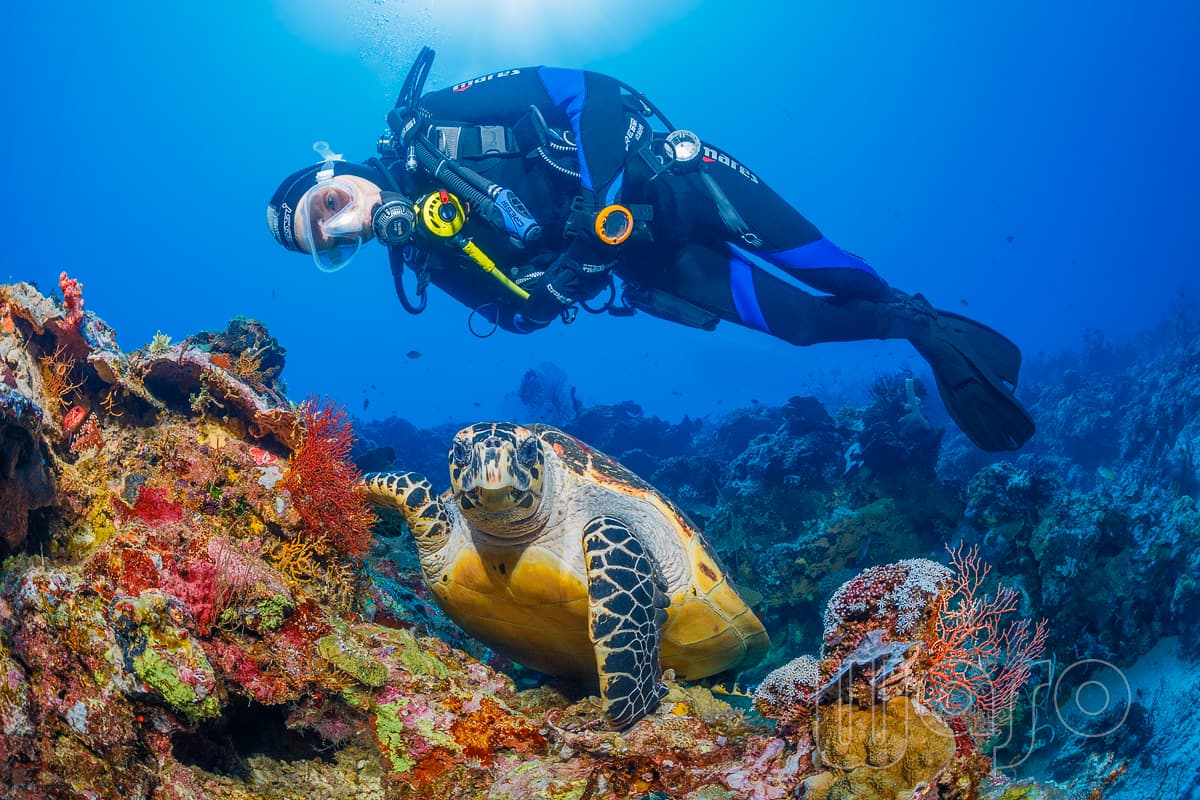 Hawksbill sea turtle with diver at Menjangan Island, North West Bali