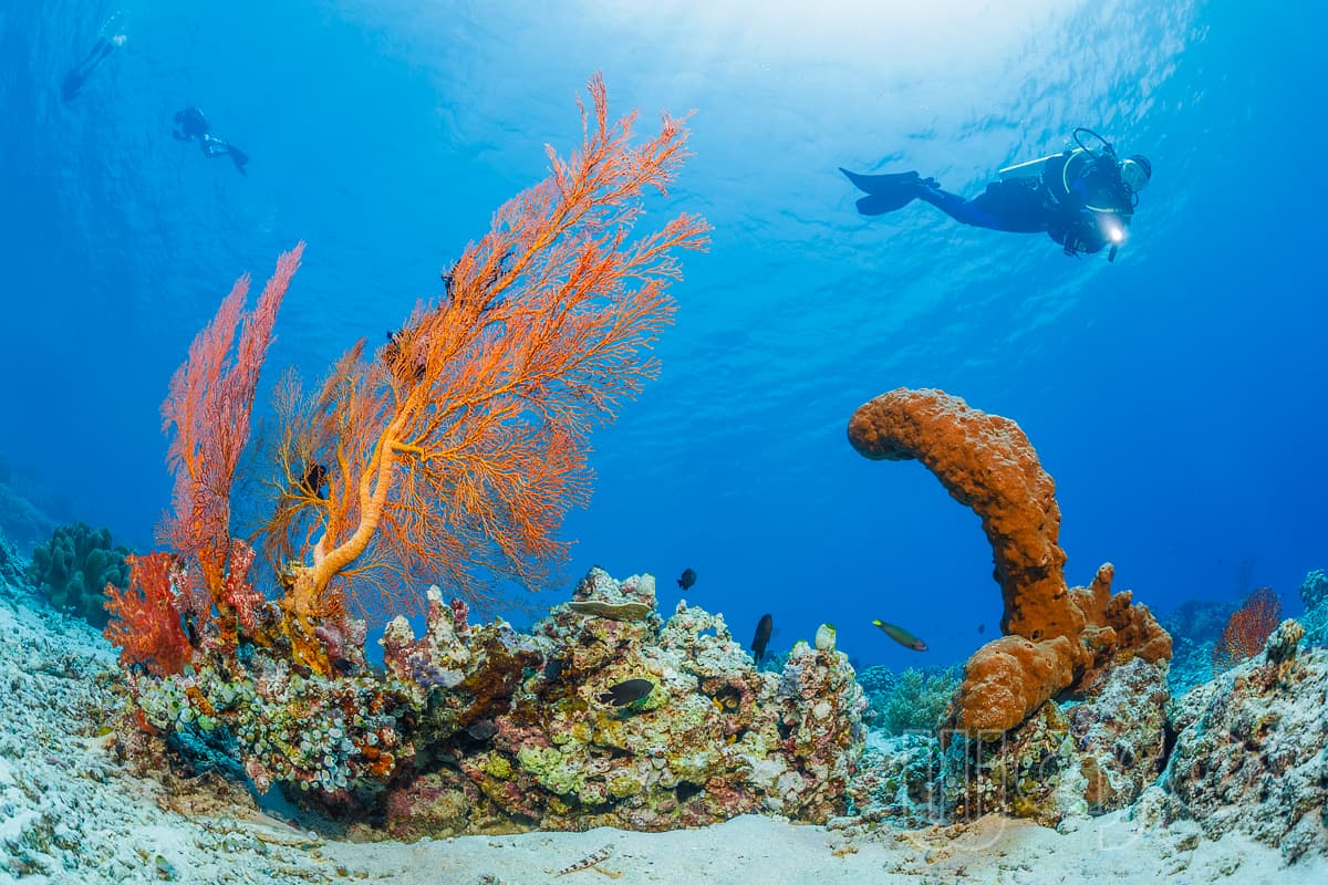 Divers with seafan coral wall, Menjangan Island, West Bali National Park