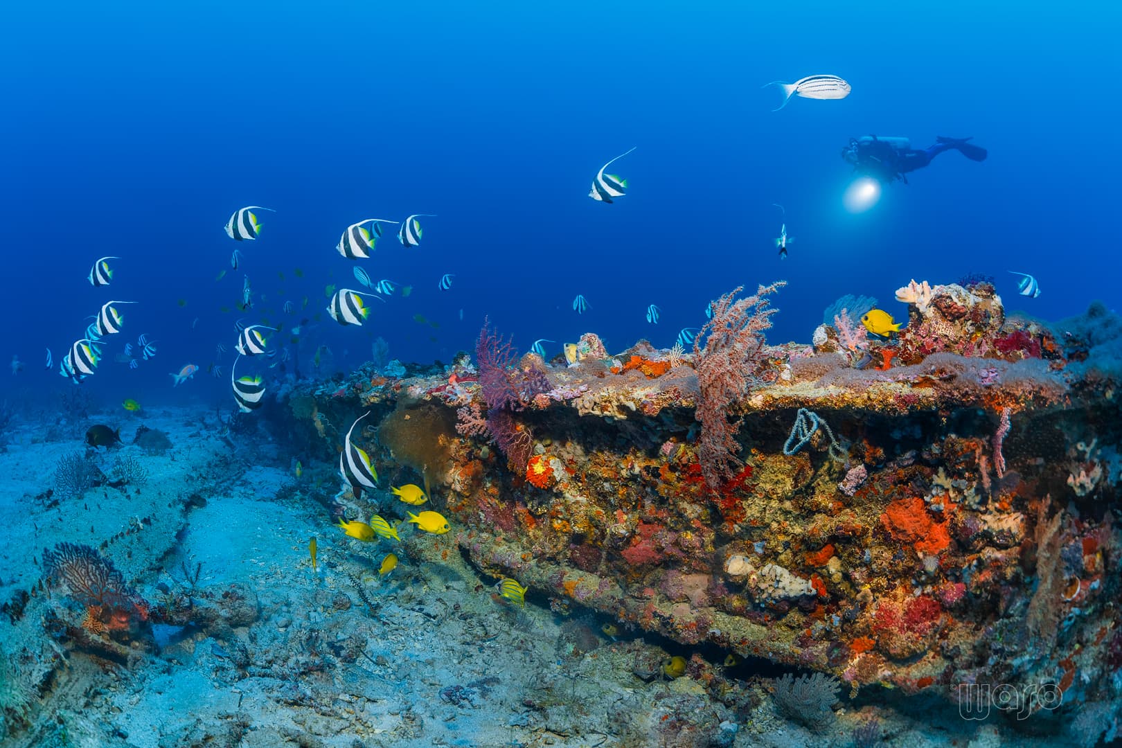 Anchor Wreck dive site, Menjangan Island, North West Bali