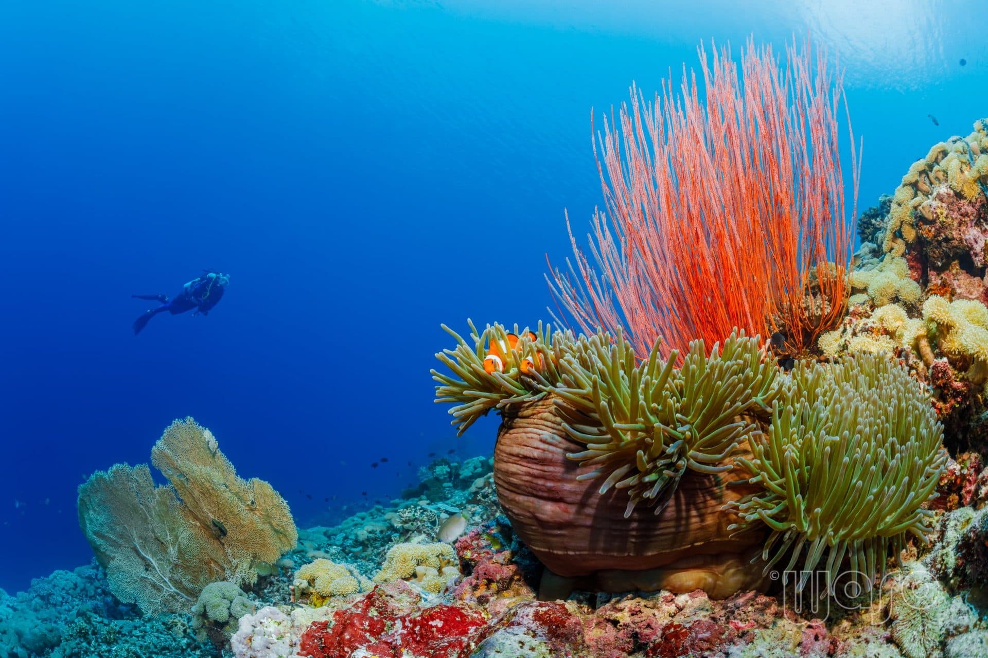 Pemuteran Bay coral reef and dive boat, North West Bali