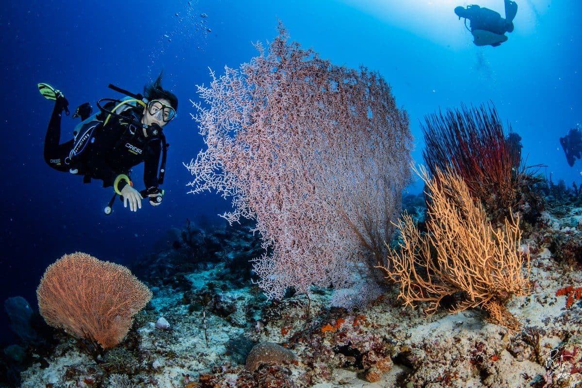 Bat Cave dive site, Menjangan Island, North West Bali