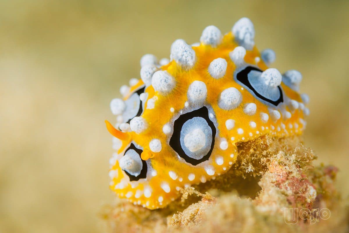 Bio-Wreck dive site, Pemuteran Bay, North West Bali
