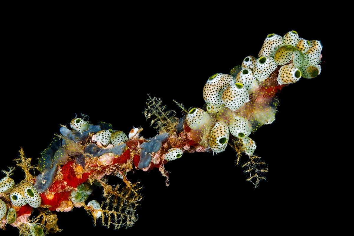 Close Encounters dive site, Pemuteran Bay, North West Bali