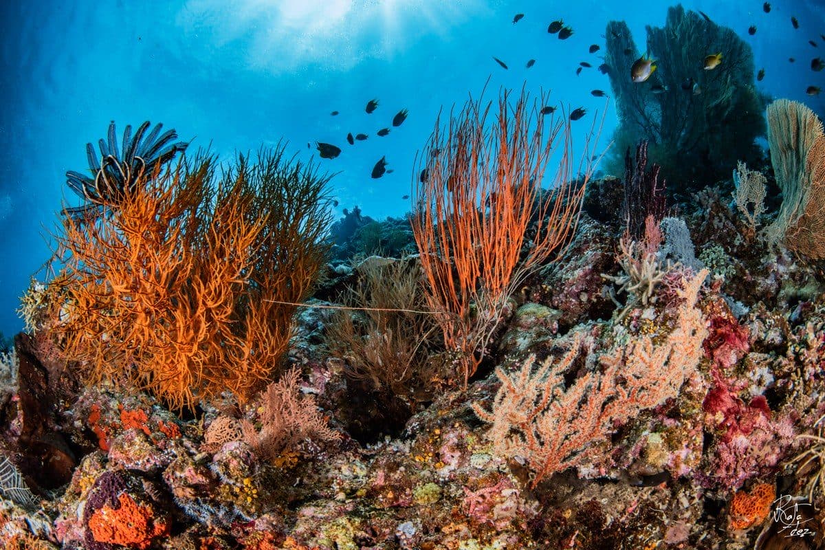 Coral Garden dive site, Menjangan Island, North West Bali