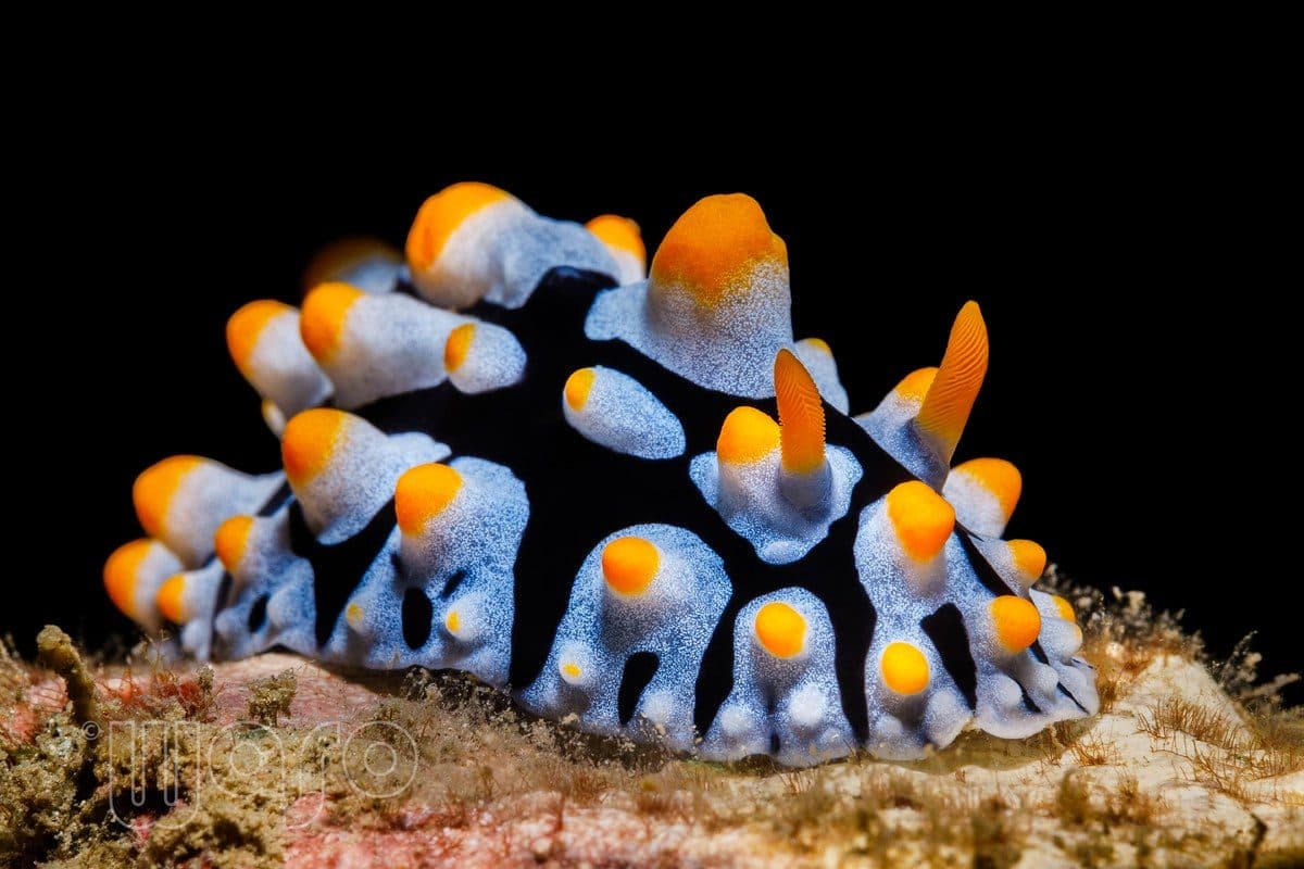 Deep Reef dive site, Pemuteran Bay, North West Bali