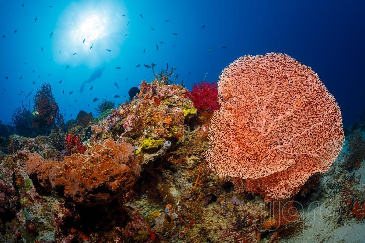 Napoleon Reef dive site, Pemuteran Bay, North West Bali