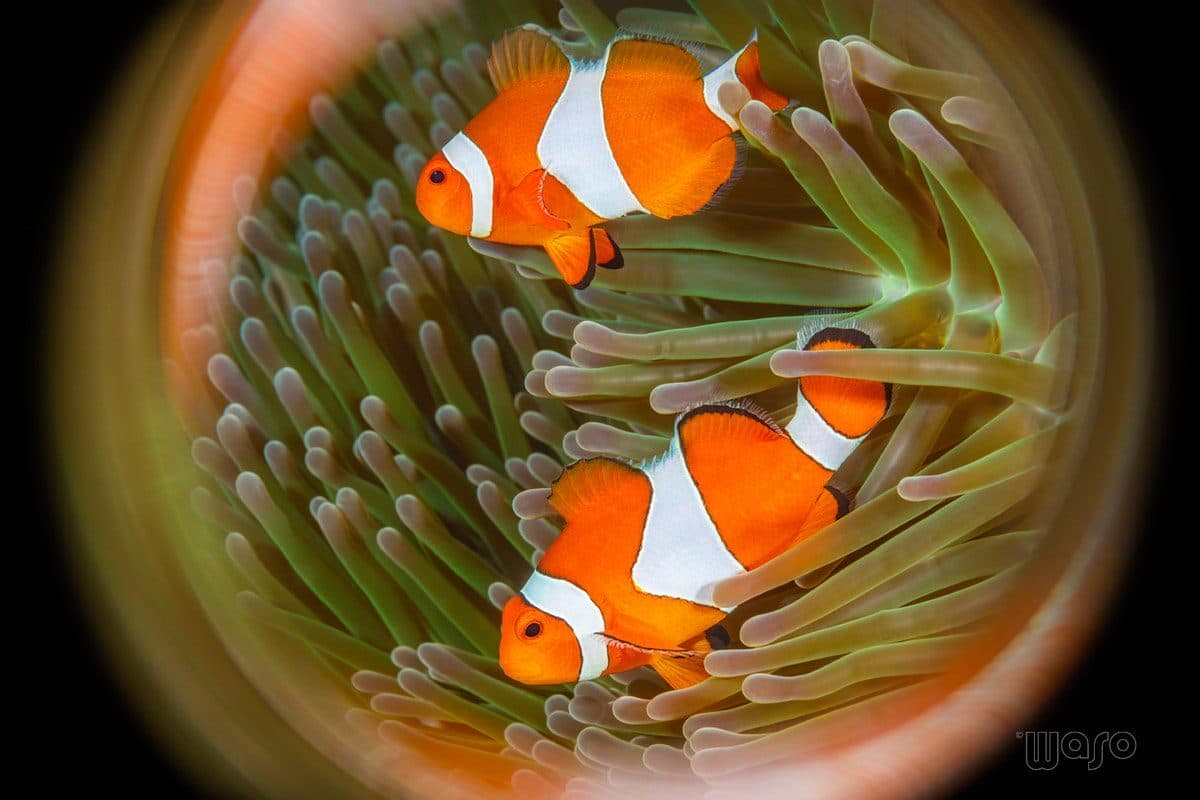 Pos 2 dive site, Menjangan Island, North West Bali